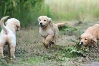 89899ed432951ad6a42e87f35c24405e_195