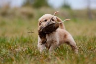 89934d71392518dc7743686284ccb93c_195x130_fill