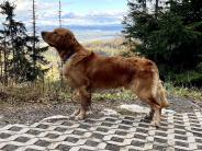 8a2c40c3e451b2e32c35580b8ede01ee_184x138_fill