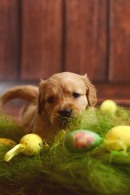 8a2ecc48f4e81666df895bec60389848_130x195_fill