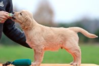 8a9158d5df5ce1bcb35ddd90e03822ce_195