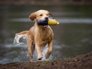 8b155e6253988e3be5f5734e2e354677_184