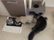 8b62368a13d2ac5101645e4b2ebe306c_184x138_fill