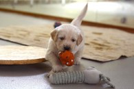 8cb9ae25af432933162803c029aab7a8_195x130_fill