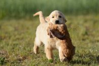 8e43aa8c0995b3184f46402d91007212_195x130_fill