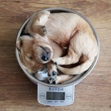 90406dde299f2fc06e735293af5830f5_160x160_fill