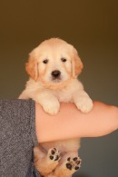 904fc849c392116c80c78042d31a6ba3_130x195