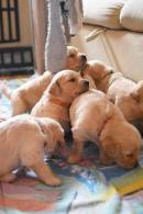 905a641296dc5e26babb5f213af7dc07_130x195_fill