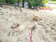 90a1df70ced3d4adc5b2adac4fc0cfe9_184x138_fill