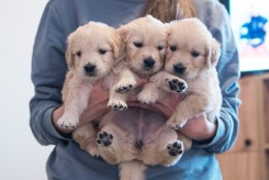 90bea5fcd812c07f8227fee4d27da0f2_245