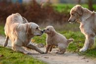 90f5dc9d64696c05c1c21e7649af6572_195