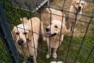 9131a7c8159d21467dce9de1f6548e84_195x130_fill