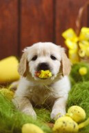 91afbb98e7da53f19180613da9e26d26_130x195_fill