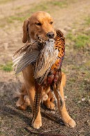 91cebc61d7468ae6f2cdd14a882ea248_130x195