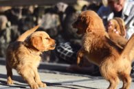 925c023d543789449f4a131315ce3711_195x130_fill