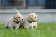 9261a6a30a85c4388cde125c2de3eea0_195x130_fill