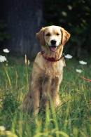 9273d81bf9a3f0a0274dd135d59a5af7_130x195_fill