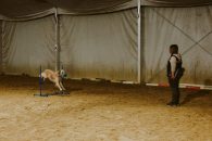 92c1b424fbf9a32d20d9b917bbc28400_195x130_fill