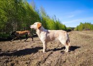 936831f627a4018207690c0c3a198fd6_190