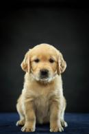 93ccb0d875fcaca3e4be2e3edc8dac38_130x195