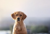 93f935f15afd3cff4b4cb7a2eadcb364_194