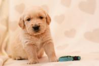 94390333201c14ac694db977f1917aba_195x130_fill