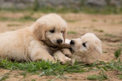 943f6d18fb362f9d7f472cf2881258ec_246