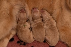 951047f5e7e3a2c7b00b005775336e9e_246