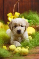 95144c785018d1d6e5de59a1f0e94be0_130x195_fill