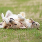 9544ba3c1f35d3b26a36ce0f858b5b54_160x160_fill