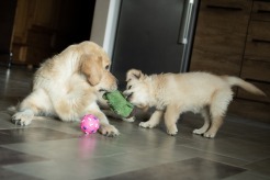 956fd860d0909ae047ee1efebd459a3b_246