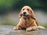 95afa1e524db861de4409f8dd5e3d423_184x138_fill