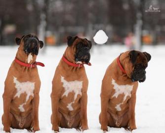 95bfb9aba3a8ed0f0cc1ba17432518fa_334