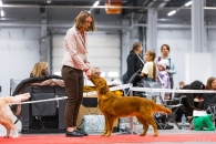 95c64df8ac0d11738f4dbc548dcd15d2_195