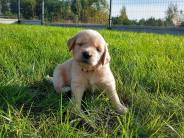 95fc3e86576383215fbf757060d9b254_184x138_fill