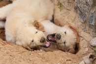 97457c303d6c86db12ef1aec1bac2f53_195x130_fill