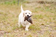 9758c406fe0505ea5370d48e5dee2910_195x130_fill