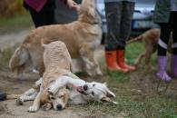 9762e666428a7f2e2fb5dc7692e3672f_195