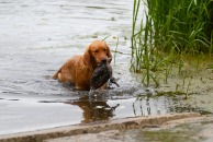 978770541cae64d7a2367d4dc5f27ded_194