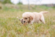 98606c54ec2e0eadc8cbc95061971ee8_195x130_fill