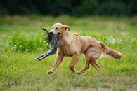 98839eb938ec249468081e94acad662f_195