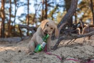 98c6a3509ead0f4568435c525bd85d0a_194