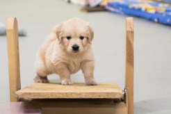 990d78c484b70a237150b40d2808280f_246