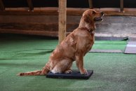 9949c66b00922c3c789b01dc96f97a9d_194