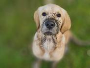 9957cc9ed73e4a6a8e241ab08cd21700_184x138_fill