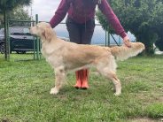 998f1438eb8e85121b90ea3b6022a08f_184