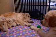 99ad5c09cb4bf21450f1791b9cd46f8b_195x130_fill