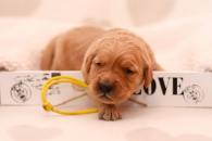 99e1ca69cfb56a774aca4c4e5c9bbdc3_195