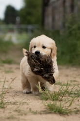 9a529ea71b69606eb4b22d4898474290_164x246