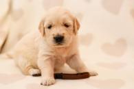 9a677c5b0492f59f1383cb7352d87b7c_195x130_fill